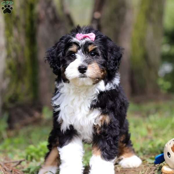 Rosie, Mini Bernedoodle Puppy